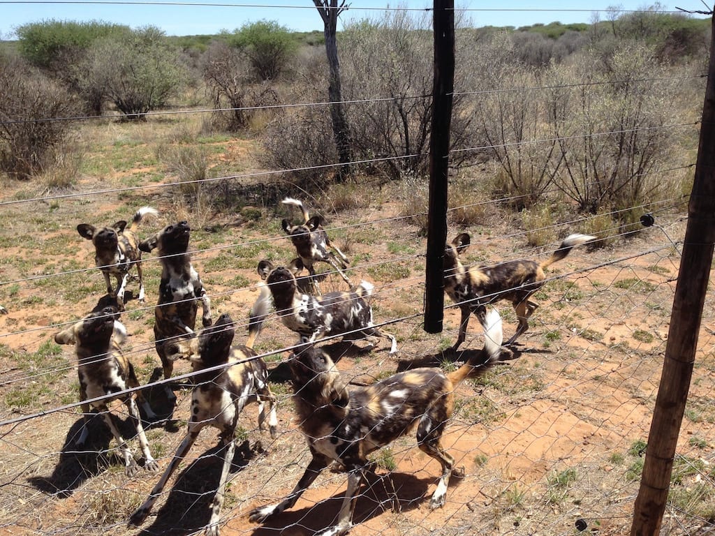 Wild Dogs at Naankuse Wildlife Foundation in Windhoek, Namibia