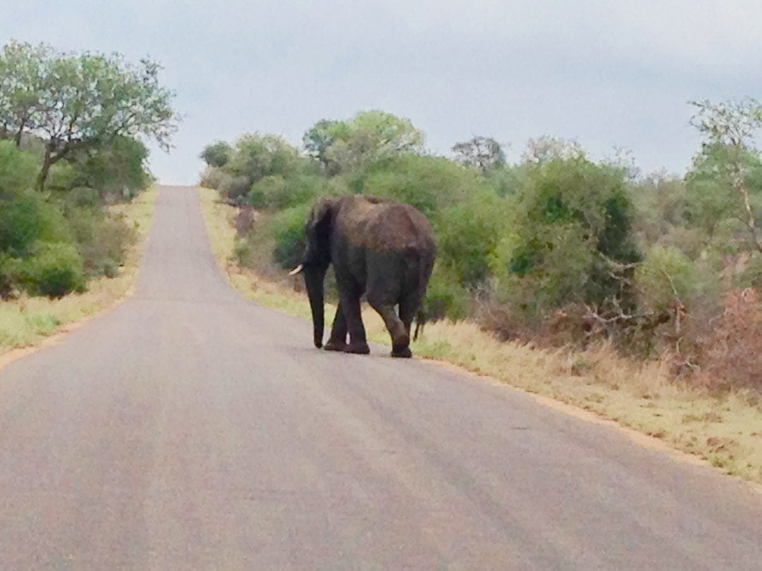 3Elephon the road