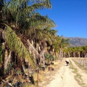 farm sit in South Africa Cape Town