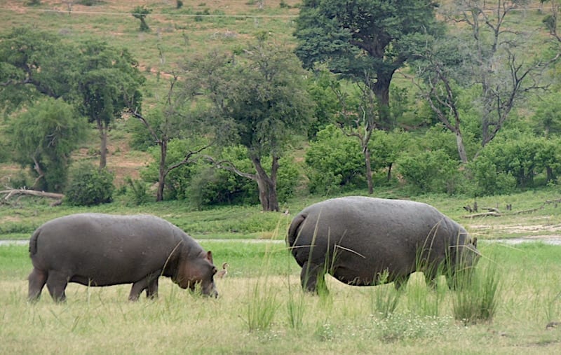 Chobe River Cruise & Chobe National Park Safari with Hippos