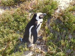 Penguins at Simon's Town