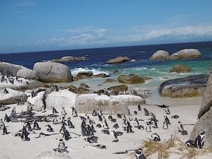 Penguins at Simon's Town