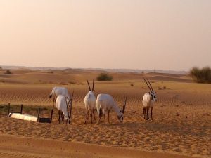 Desert around Dubai with Gazelle