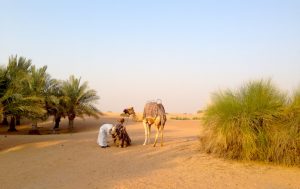 Camel and Bedouin during Dubai Desert Safari