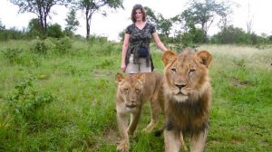 Lion Encounter Zimbabwe