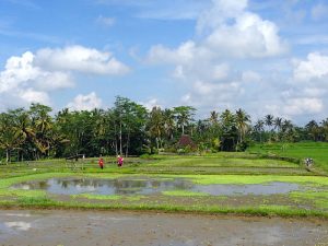 rice fields around ubud