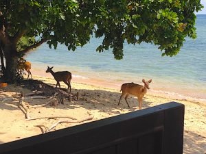 Menjangan deer on the beach