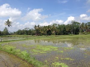 rice field around Ubud
