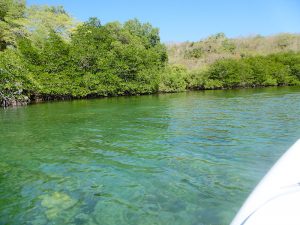 kayaking through the mangroves