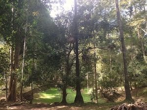 Angkor Thom Forest