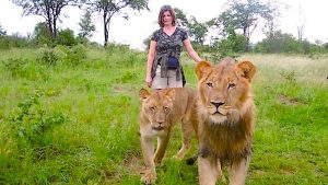 Walk with Lions - Lion Encounter in Victoria Falls Zimbabwe