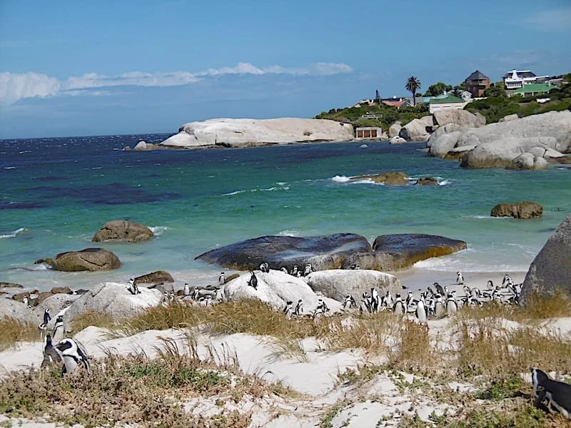 Penguins at Simon's Town
